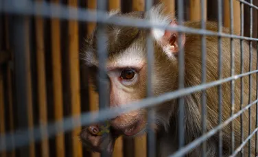 Vânzarea ilegală de animale sălbatice a crescut alarmant în social media