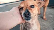 Cum afectează abandonul repetat comportamentul animalelor