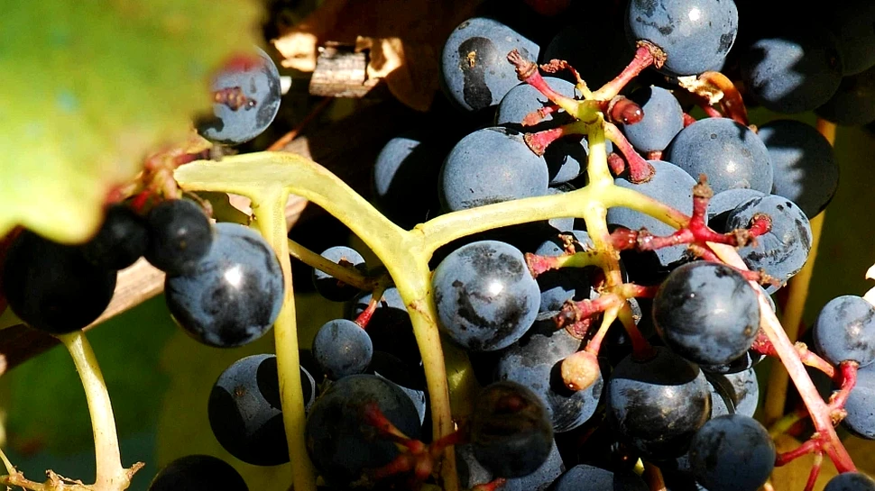 Secretele celui mai sănătos vin roşu din lume au fost descifrate de cercetători