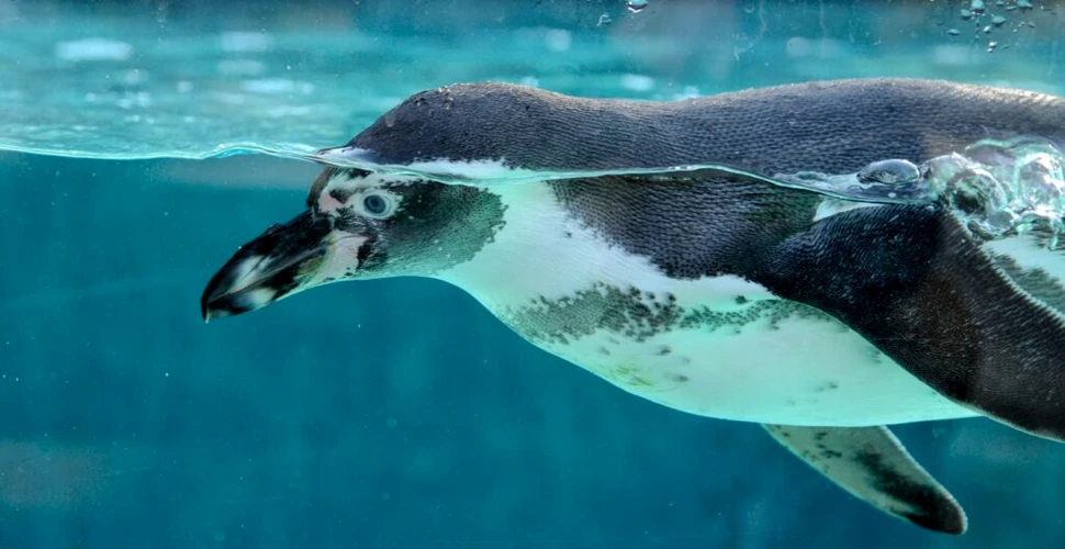 Cea mai mare specie de pinguin care a existat vreodată avea peste 150 de kilograme