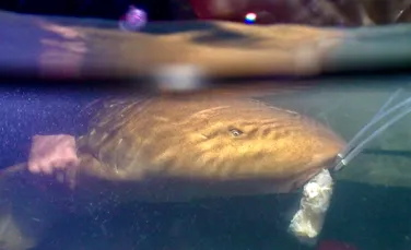 Poluarea luminoasă urbană modifică hormonii nocturni ai rechinilor