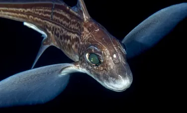 O nouă specie de „rechin fantomă” în mările din Australia și Noua Zeelandă