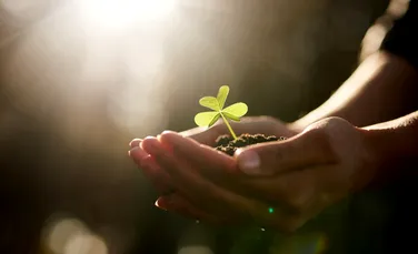Oamenii de știință au descoperit că plantele „țipă” atunci când sunt stresate