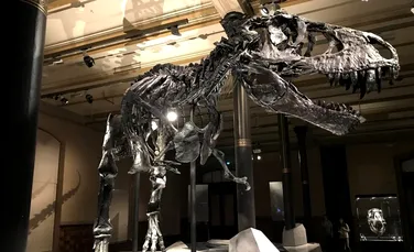 T. Rex trecea printr-o perioadă de creștere rapidă în timpul adolescenței
