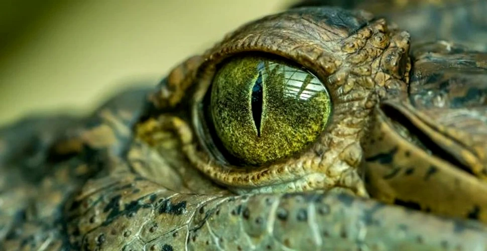 „Regele mlaștinii”, uriașul crocodil care teroriza cândva Australia. Ce au aflat cercetătorii despre această specie