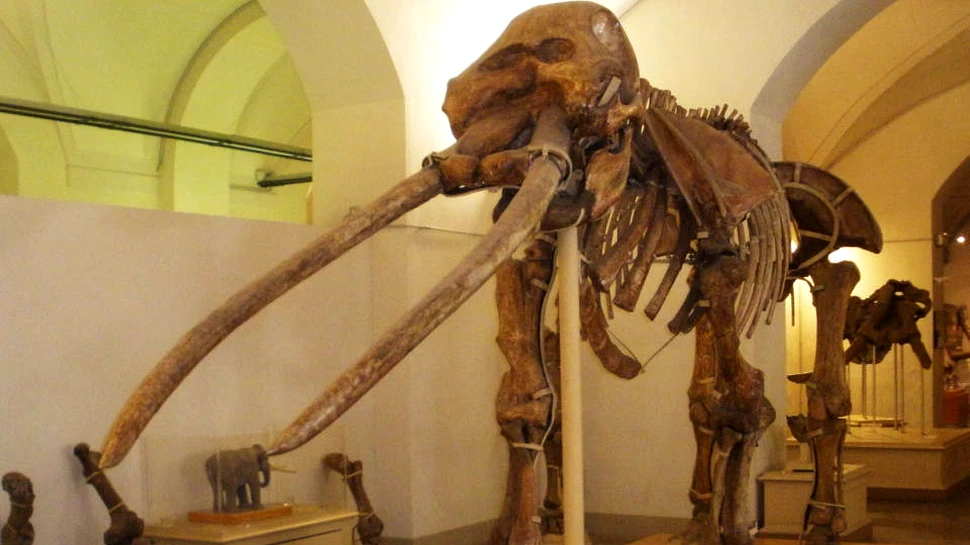 Expoziţie unicat: Scheletul unui mamut de acum 3 milioane de ani