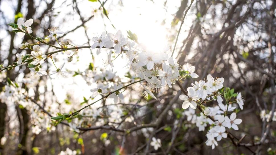 Ce se întâmplă în creier atunci când ziua devine cu doar 20 de minute mai lungă