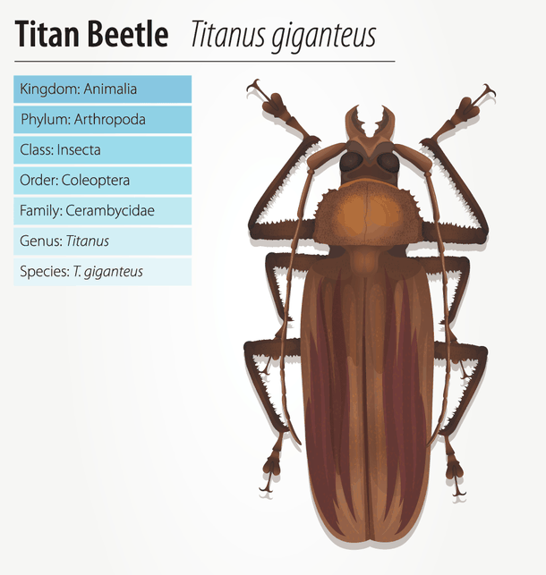 Titanul: cel mai mare gândac din lume 