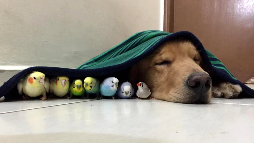 Încă o lecţie primită din partea animalelor. Un câine, un hamster şi opt păsări au ajuns să fie prieteni la cataramă – GALERIE FOTO