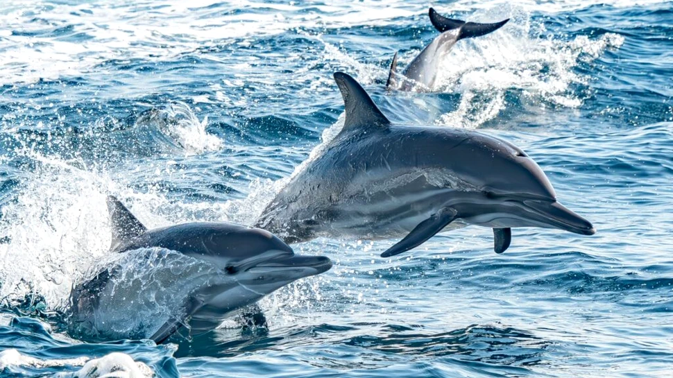 De ce carnea de delfin nu poate fi consumată de oameni?
