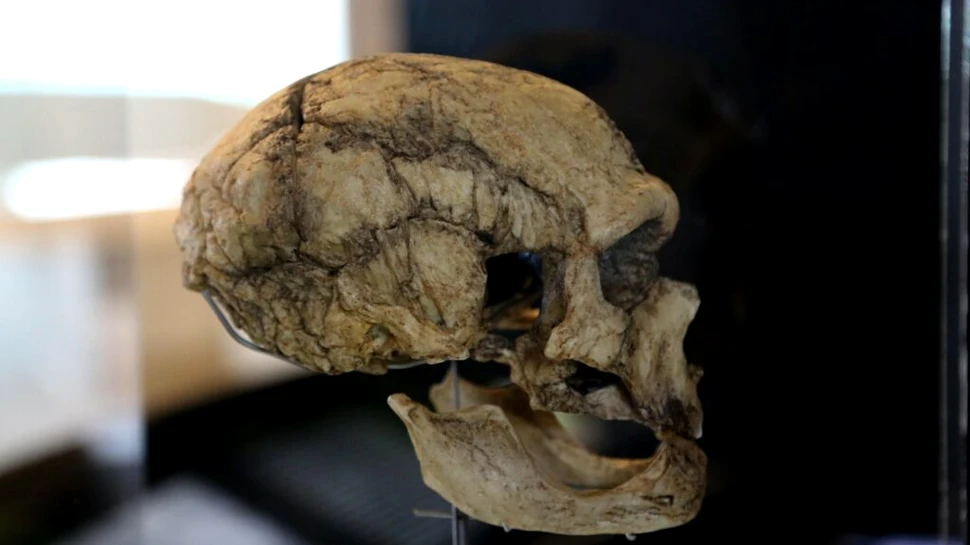 Cât de similar este creierul nostru cu cel al rudelor noastre primitive?