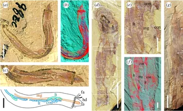 Evoluția viermilor de mare, explicată de o fosilă antică
