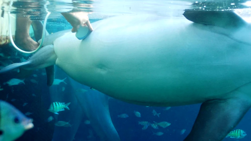 Imagini rare: a fost surprins momentul în care naşte o femelă delfin (VIDEO)