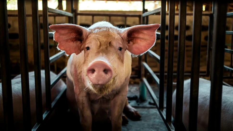 Copiii care au dat nume animalelor de fermă nu au mai dorit să le mănânce