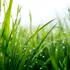Test de cultură generală. De ce iarba este verde?