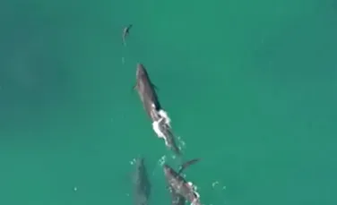 O dronă a surprins un moment incredibil. Mai multe balene urmăresc un rechin – FOTO+VIDEO