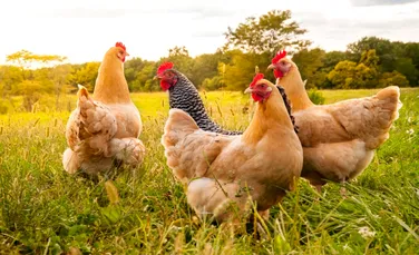 Oamenii pot înțelege cotcodăcitul găinilor, au descoperit cercetătorii