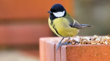 Un obicei simplu și ieftin poate proteja creierul de declinul legat de vârstă