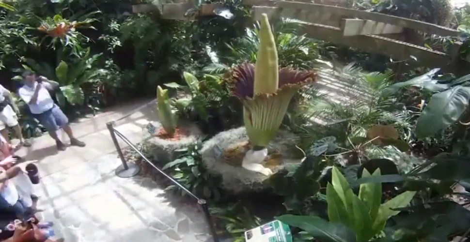Eveniment foarte rar: înfloreşte cea mai mare floare din lume, ce miroase a cadavru în putrefacţie! (VIDEO)