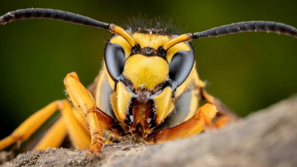 Viespile asiatice decimează sute de specii de insecte importante în Europa