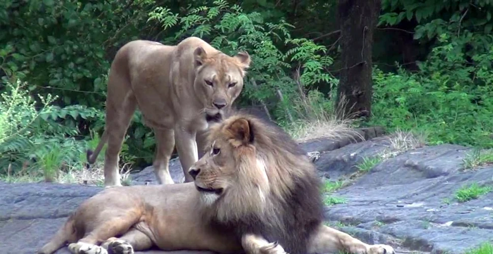 Doi lei au fost împuşcaţi mortal după ce un bărbat dezbrăcat a încercat să îi hrănască cu propriul corp