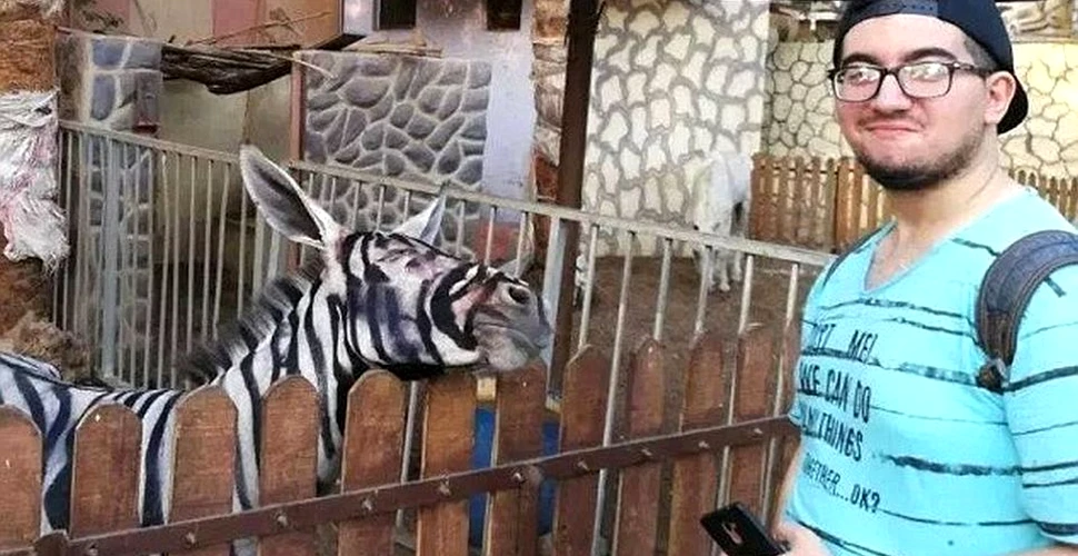 Un măgar dintr-o grădină zoologică din Egipt a fost pictat pentru a semăna cu o zebră