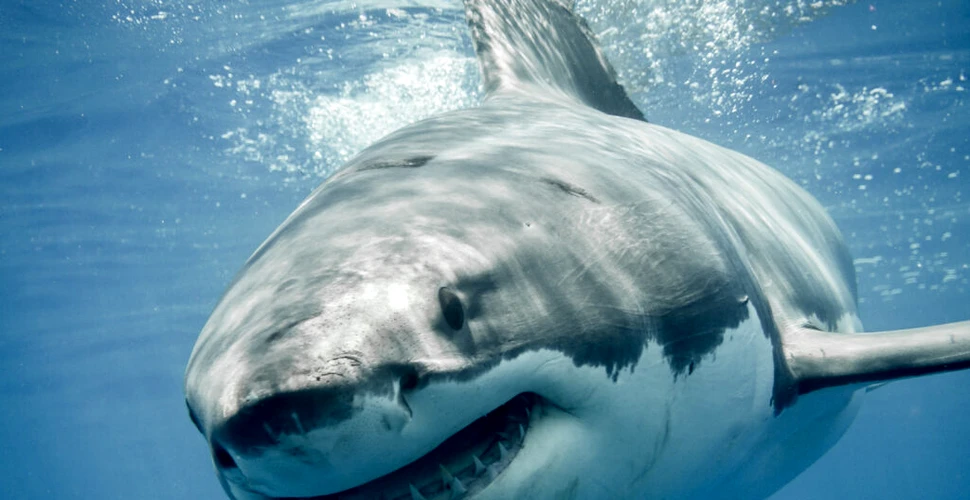 Motivul pentru care marii rechini albi nu vor supraviețui niciodată în acvarii