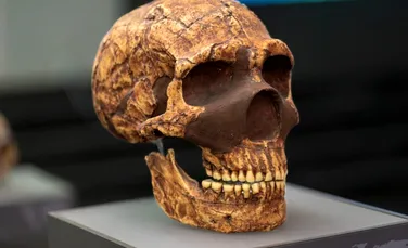 ADN-ul neanderthalian ar putea fi cauza unor malformații cerebrale moderne