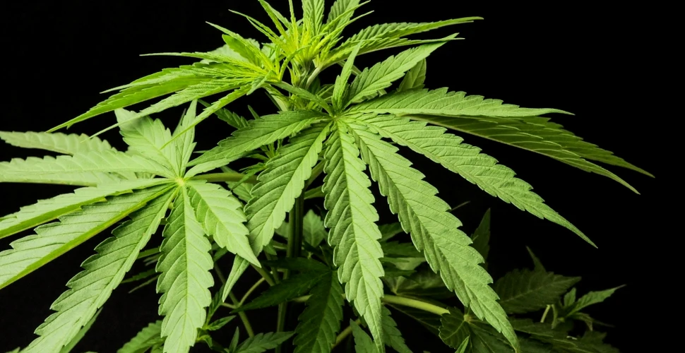 În aceste state americane s-a aprobat consumul de marijuana în scop recreativ