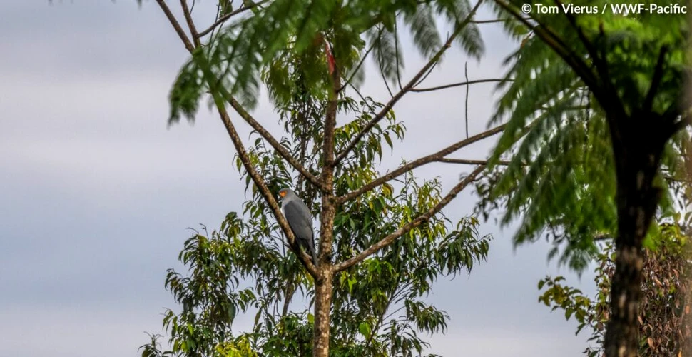 O pasăre de pradă rară a fost fotografiată pentru prima dată în Papua Noua Guinee