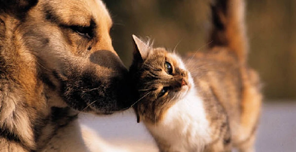 Care sunt diferenţele dintre iubitorii de câini şi iubitorii de pisici?
