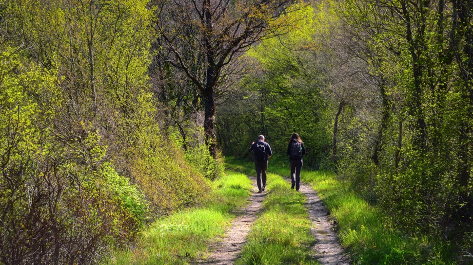 De ce ne simțim mai bine în natură: efectele asupra corpului și minții
