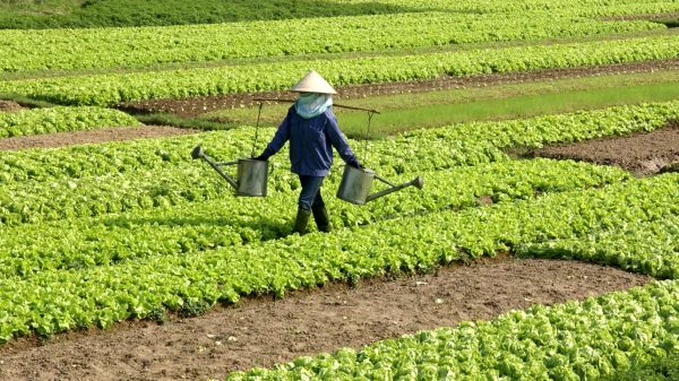 Bacteriile modificate genetic, un ajutor în agricultură