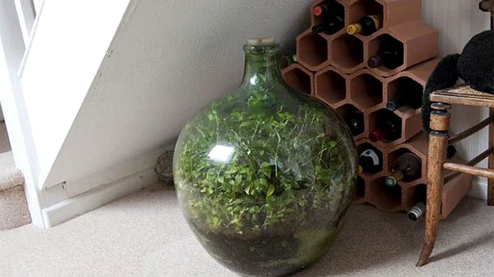 Această plantă creşte de 57 de ani într-o sticlă sigilată. Ultima dată a fost udată acum 45 de ani. ”Nu am tuns-o niciodată”