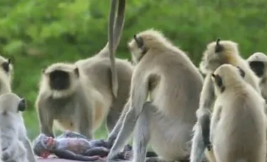 Experiment inedit în lumea animalelor: O familie de maimuţe plânge moartea unui robot după ce îl confundă cu unul dintre puii lor-VIDEO