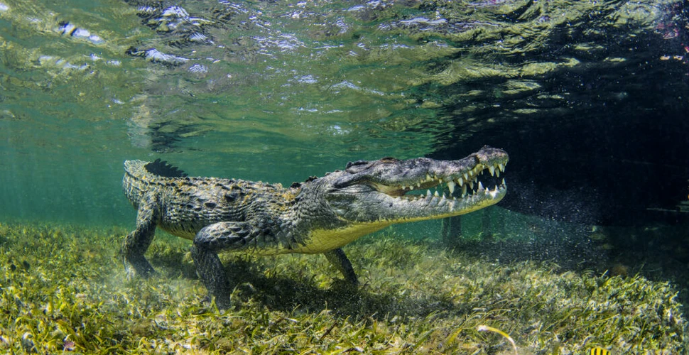 Ce dezvăluie ADN-ul crocodililor despre era glaciară?