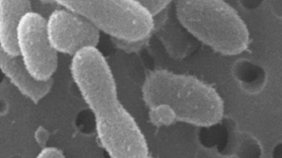 Bacteriile sunt probabil prima forma de viata martiana