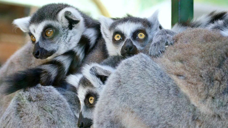 Un virus de la speciile amenințate ar putea trata ulcerul piciorului diabetic