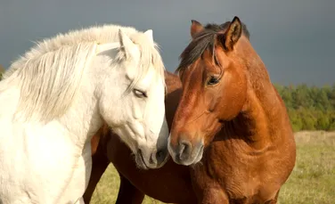 Cum discută între ei caii? Cercetătorii au aflat un lucru la care nu se gândise nimeni până acum