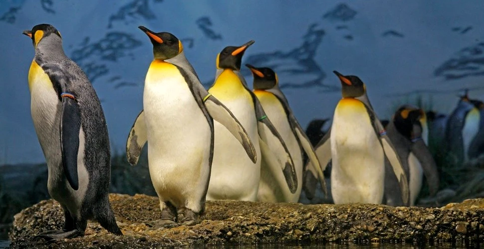 Riscurile meseriei. Un grup de cercetători, afectat de gazul ilariant emanat de dejecțiile pinguinilor