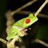 O nouă specie de broască a fost descoperită în Costa Rica. De ce este specială?