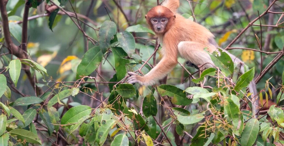 Un bebeluș a murit în Tanzania după ce a fost răpit de o maimuță