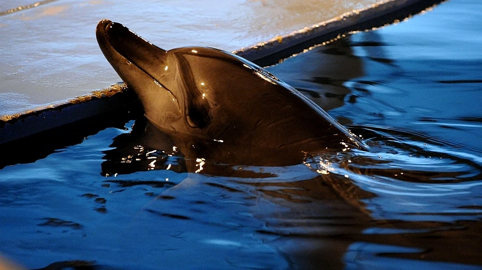 Delfinii sălbatici se strigă pe „nume” pentru a comunica între ei