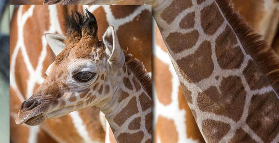 Un semn de pe blana puiului de girafă l-a făcut vedetă pe internet-VIDEO