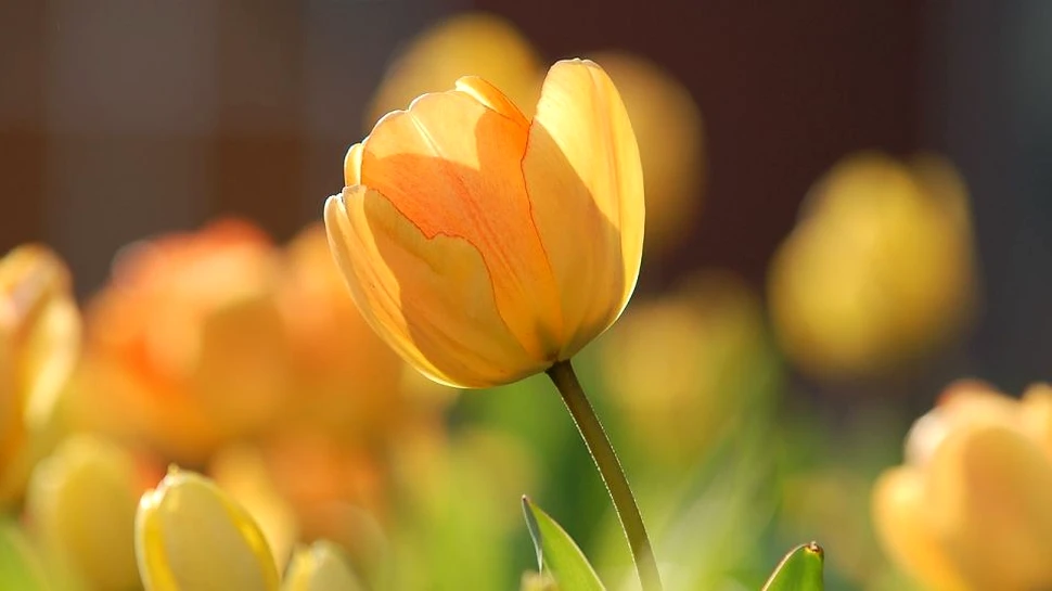 Personalităţile franceze se opun amplasării în Paris a unor lalele create de Jeff Koons