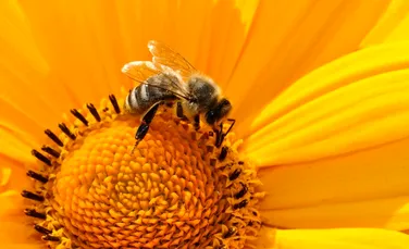 Bacteriile modificate, posibilă soluţie pentru protejarea albinelor