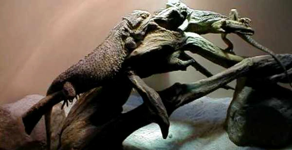 „Reptile Vii”- o noua expozitie a Muzeului „Grigore Antipa”