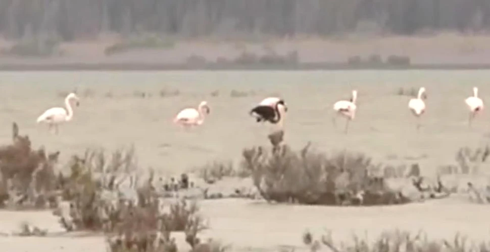 Surpinzător! Singurul flamingo negru din lume a fost filmat în Cipru. „Vezi aşa ceva foarte, foarte rar” – VIDEO