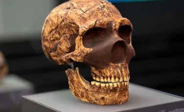 Apariția unei noi grupe sanguine a despărțit neanderthalienii de Homo Sapiens în Eurasia