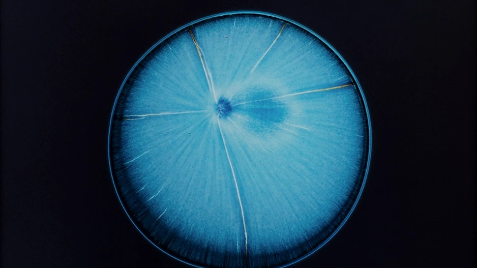 Cum arată drogurile văzute la microscop? Proiectul impresionant al unei artiste (Galerie FOTO)